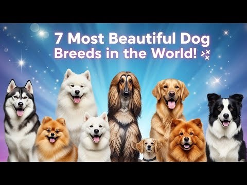 7 Most Beautiful Dog Breeds in the World! 😍✨