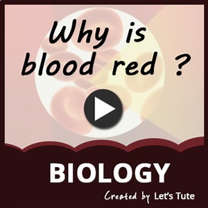 Why is Blood Red?  - Biology (Science)