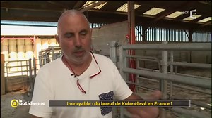 Le bœuf waguy aussi appelé bœuf de Kobé, une race japonaise, est l’une des viandes les plus chères du monde. Et depuis quelques années des éleveurs français se sont lancés dans l’élevage de ces bœufs particuliers… tout un art. Rencontre avec l’un d’entre eux. | Samedi à tout prix