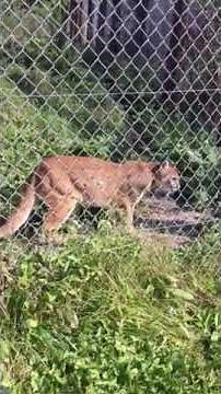 Mountain Lion Meowing