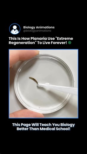 Biology • Science • Medicine on Instagram: "Planaria demonstrate one of the most extreme examples of regeneration in biology. These flatworms can regenerate an entire organism from small body fragments. When a planarian is cut into pieces, each fragment retains positional information that tells it whether to regrow a head, tail, or internal organs. This ability is driven by a large population of adult stem cells called neoblasts, which migrate to the wound site and rebuild missing tissues. Neobl