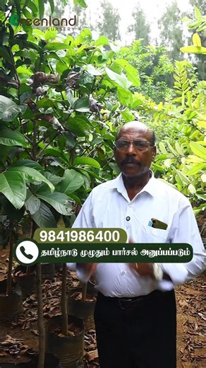 🤯 IS THIS A 4KG MANGO?! YES! 🥭🔥 Meet the American Red Palmer Mango, harvested right here at Greenland Farm. We’re shaking up home gardening by showing you that colossal, quality fruits can be grown in your own space! Stop worrying about whether your tree will grow or fruit. We’ve successfully acclimatized the American Red Palmer tree to the Chennai climate and guarantee it will produce fruits for you within ONE YEAR! That’s right—fruit in 12 months, guaranteed. Tap the link in bio or message 