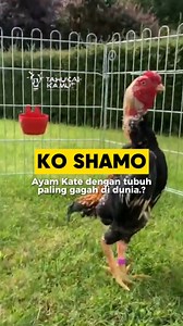 3.8K views · 40 reactions | Ko shamo chickens are indeed the most...