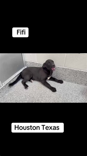 A646317 Fifi @savinghoustonspets My name is Fifi. I am a spayed female. I look like a black Alaskan Husky mix. Age: The shelter staff think I am about 5 months old. #puppy #puppiesoftiktok More Info: I weigh 22.00 pounds.