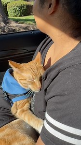 Little snuggle bug 🥺#seventheorangecat #pupcup #catadventures #cats #orangecat #orangekitten #catlovers | Seven The Orange Kitty & Fam