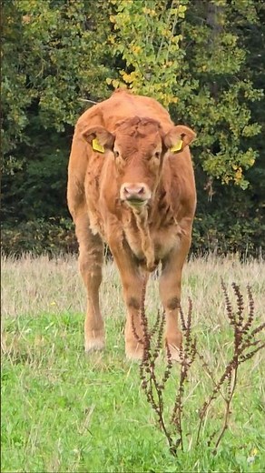 Limousine koeien zijn gemakkelijk te houden. Ze kalven vanzelf. Houd wel afstand in het veld.