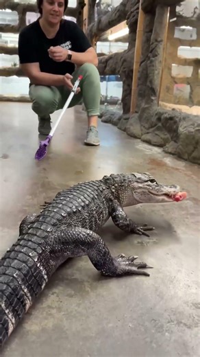 Come for the chicken 🍗 little guy 🐊