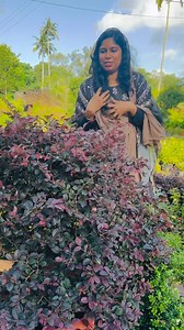 #8921939101 #lorapetalum #lorapettaleum #lora #landscape #landscaping #pruning #budhabelli #homegarden #plants #garden #kerala #anthurium #foliage #gloriousum #giveawayalert #syngonium #kottayam #karunagappally���� #malapuram #idukki #kozhikode #kannur #red #lorapetalum #loraperfetta� | 𝗛𝗶𝗱𝗮𝘆𝗮'𝘀 𝗛𝗼𝗺𝗲 𝗚𝗮𝗿𝗱𝗲𝗻 - 𝚑𝚊𝚜𝚎𝚎𝚗𝚊 𝚓𝚊𝚋𝚋𝚊𝚛