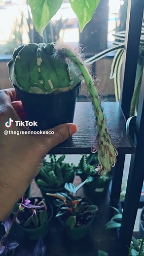 Easter Lily Cactus Care Guide: Tips & Info