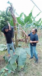 This how you have to cut bananas try not to laugh Challenge #reelsfyp #viralfbreelsfypviral #reelsviralシ #fyp #viral #trendingreelsvideohow #fyp #viralシ2023 #reelsfbシ #reels #virals #viral #trending #relax #reelsfacebook #banana #fruits #food #people #usa #uk | Bananas World