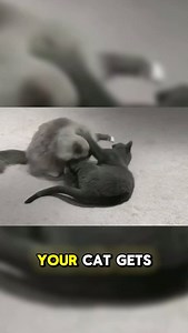 Introducing the Cats Meow #asseenontv #reel #viralproducts #explorepage #nostalgia #infomercial | As Seen On TV Shop | Facebook