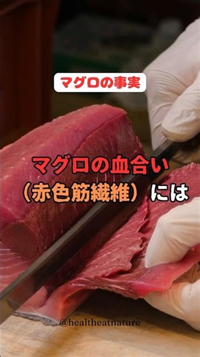 マグロの事実 マグロの血合い（赤色筋繊維）には、、、#shorts #鮪 #マグロ