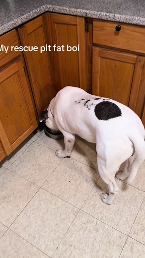 Rescue Dog Transformation: From Aggressive to Lovable