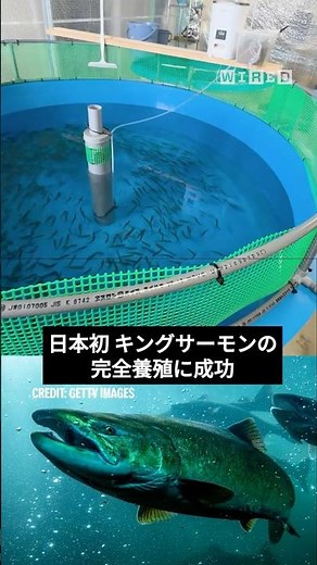 日本国内初となるキングサーモンの完全養殖による稚魚が誕生。まるで荒波に揉まれるような苦労だったという成功までの軌跡を、プロジェクトを主導してきた北海道大学大学院水産科学研究院教授の藤本貴史に訊いた。