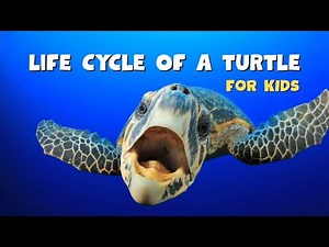 The Life Cycle of a Turtle | Educational Video for kids