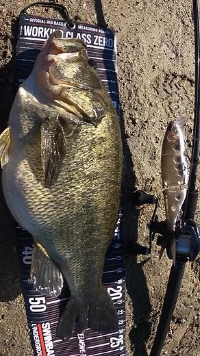 Destroying Giants from the Bank @miroku_bigbaits_in_cali x @drtheadz x @drt_usa | Swimbait Culture