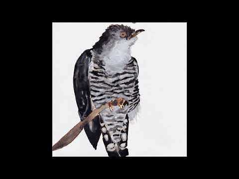 Cosmo Sheldrake - Cuckoo Song
