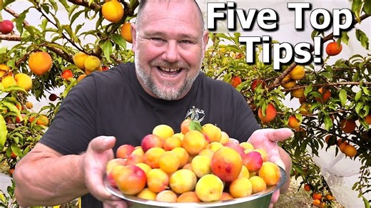 5 essential tips for growing abundant plums | Self Sufficient Me