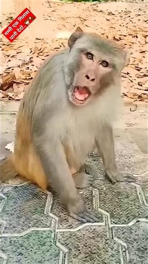 funny monkey viral video #funny #comedy #trendingshorts #viralshort 🥰🥰🥰🤪