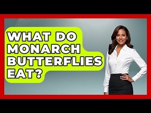 What Do Monarch Butterflies Eat? - The Midwest Guru