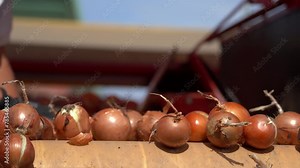 Female Farm Worker Works on the Onion Grading and Sorting Line. Harvested Onions Moving Along Conveyor Belt of the Onion Bulb Sorting Machine. Onion Production. Packing House Facility.