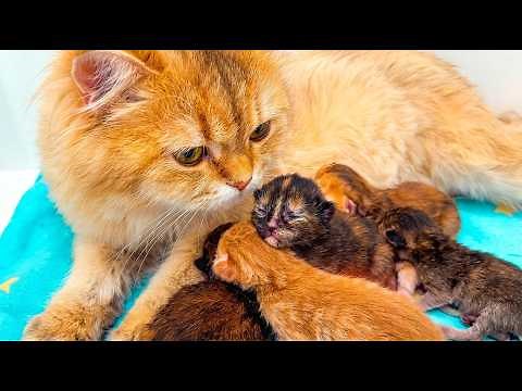 Adorable compilation: birth of kittens and their first days with mama