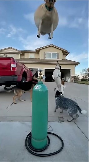 Dog Floats Like a Balloon After Inhaling Helium | Funny Helium Dog Video in 4K!