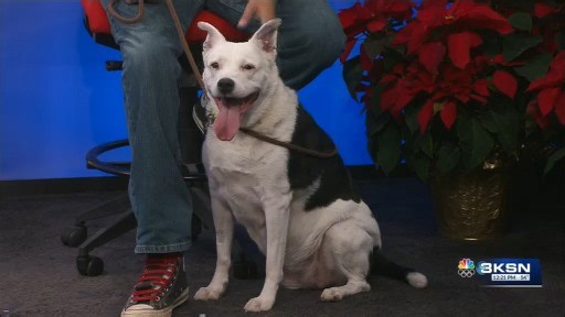 Pet project: Meet Patsy, the senior sweetheart