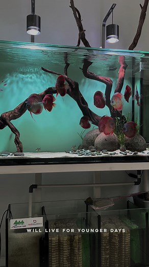 Calm and Relaxing Discus Aquarium by Zora Discus