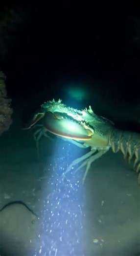 Giant Lobsters Battle in Deep Sea Cave