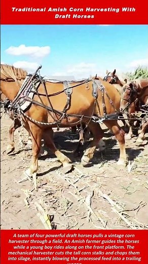 Traditional Amish Corn Harvesting With Draft Horses