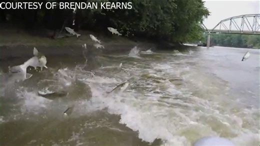 DNR allows invasive carp to be harvested with new permit