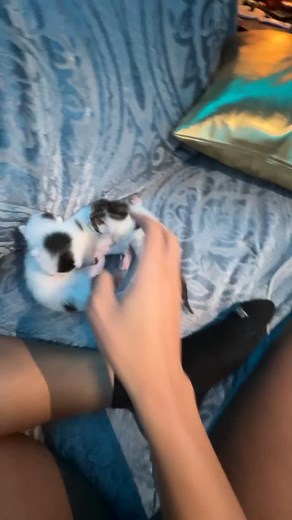 Playful Moments with Adorable Kittens