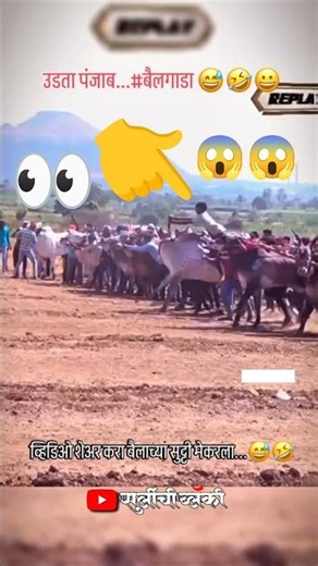 बैलगाडा सुट्टी ला बघा काय झालं 😱 | Surlichi Blackyy | Bailgada shrayt | #shorts #blackyy #नाद