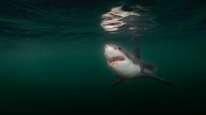 Shark sightings off the coast of Maine prompt warnings at beach in Harpswell