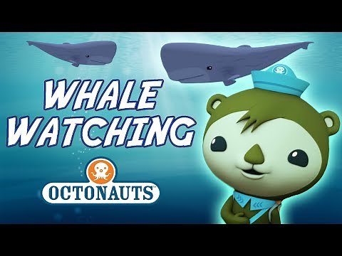 Octonauts - Whale Watching | Cartoons for Kids | Underwater Sea Education