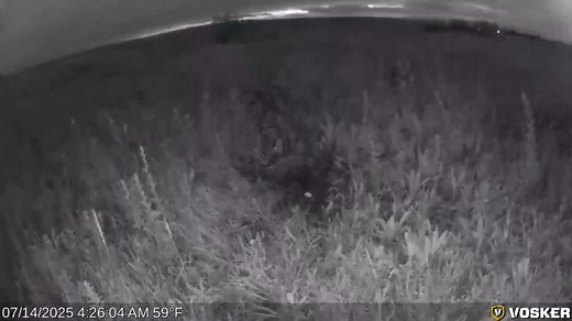 Behind every duckling is a nest fighting to survive. Our trail cams reveal the very real threats duck nests face during breeding season. This particular nest was a fake one deployed as part of a study in Saskatchewan. The same coyote visited it five times, each time taking a single egg. Delta has done the research and built the tools to boost nest success. The success of the Million Duck Campaign will help us deploy these tools at scale to put more ducks in every fall flight. #TheDuckHuntersOrg 