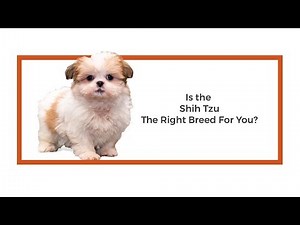 Everything you need to know about Shih Tzu puppies! (2019)
