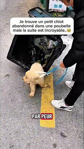 Je sauve un chien abandonné #animaux #animalrescue #rescueanimals #saveanimal #france
