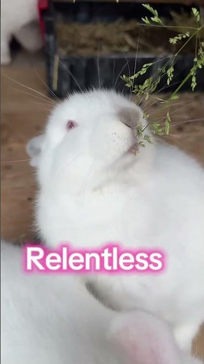 Young bunnies with extra ordinary vigour 🐇 #bunny #rabbit