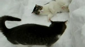 Epic Cat Snow Battle