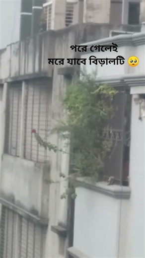 বিড়াল টা মারা যাবে 😭😭