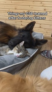 703K views · 10K reactions | Next step: learning to fit into tiny boxes. 來 . . . #dogs #kittens #cats #doglovers #germanshepherd #gsd #leotigernala #dogsofinstagram #viral | Leo Tiger and Nala | Facebook
