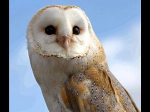 05 Owl Barn Distress call