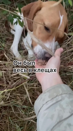 За что ему такое? Ну что ж, думаем имя #небросайтесобак #собакадома #подобрыш #собаканадороге