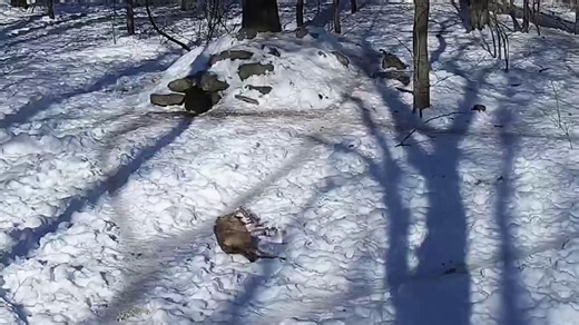 Mood: because today's a holiday.😄 🎥Watch our Red Wolves and cute moments like this live on our webcams: https://nywolf.org/meet-our-wolves/webcams/ | Wolf Conservation Center