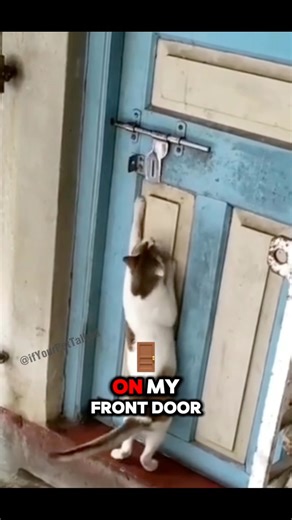 2.3K views · 63 reactions | Cover Cats: Changed the Locks  Tom Petty covered it, but Lucinda Williams wrote it and absolutely crushes it. While everyone else is stuck on the same five recycled songs, leave it to the Cover Cats to pump something fresh into the feed. 落 | If Your Pet Talked | Facebook