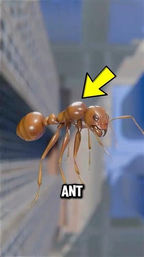 Why Ants Don’t Die From Falling 🤔