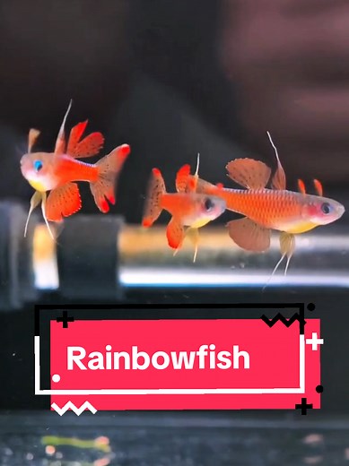 Red Neon Blue Eye Rainbowfish Care and Habitat