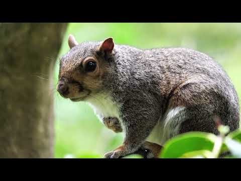 8 Minutes Life of Squairl 🐿️ #documentary #life